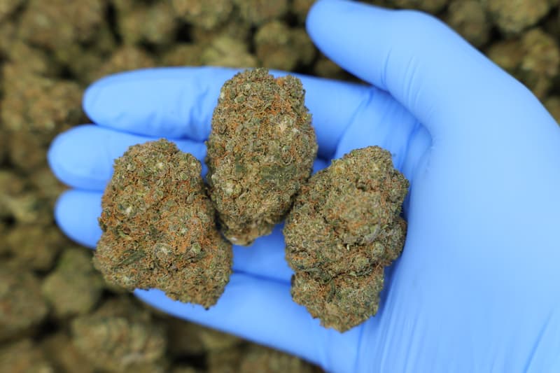 Sour Diesel / Batch #1