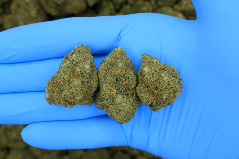 Gelato / Batch #7