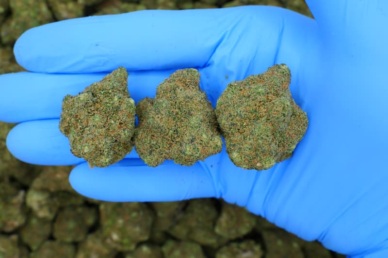 Gelato / Batch #3