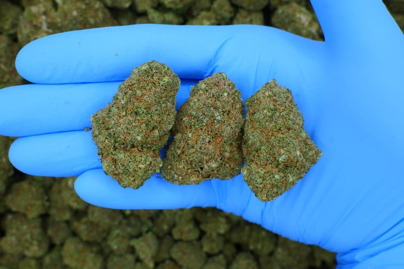Papaya#27 / Batch #1