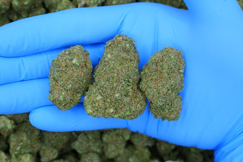 Sour Diesel / Batch #3