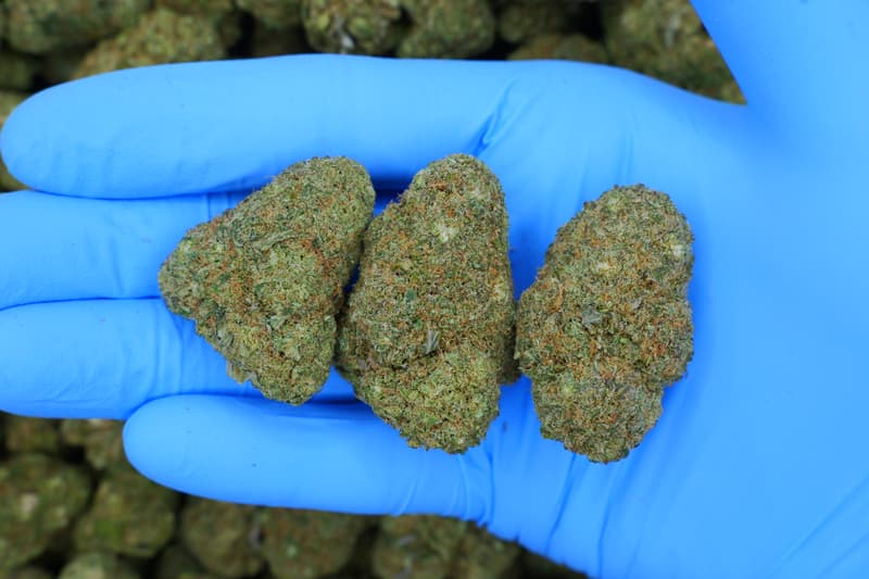 Sour Diesel / Batch #4