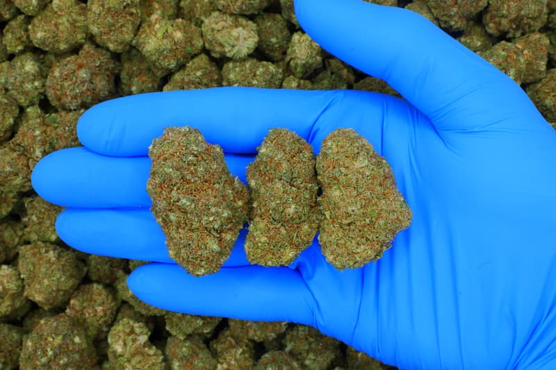 Sour Diesel / Batch #5