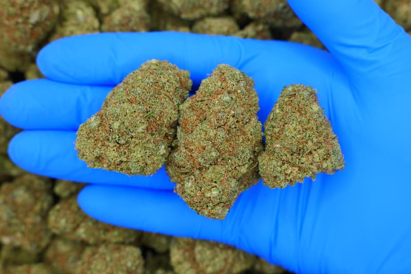 Papaya#27 / Batch #3