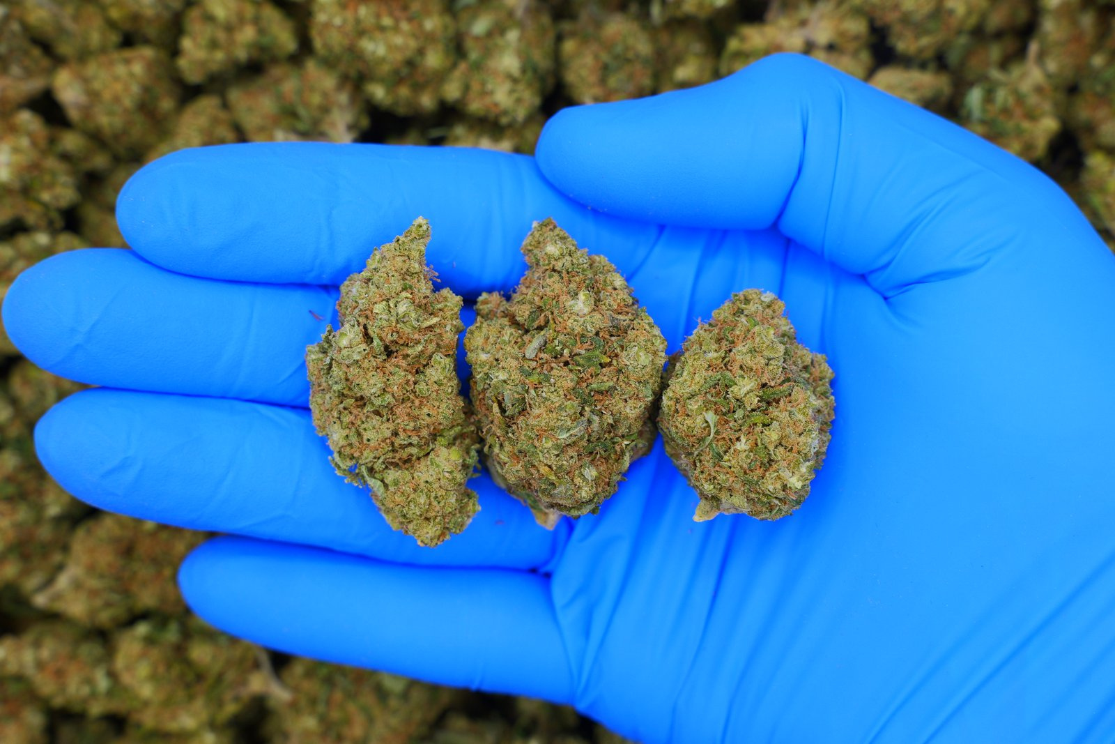 Gelato LP