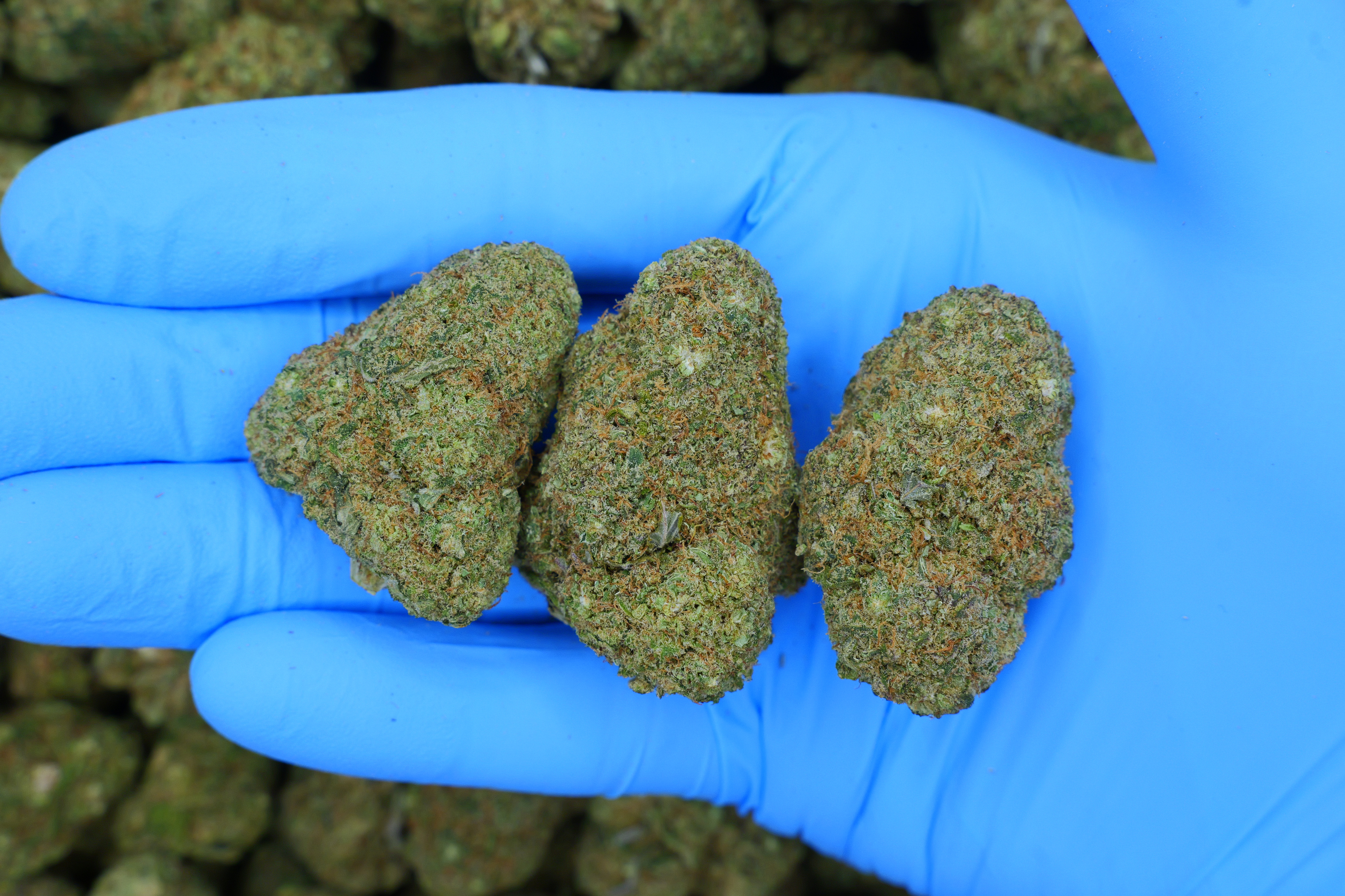 Sour Diesel / Batch #4